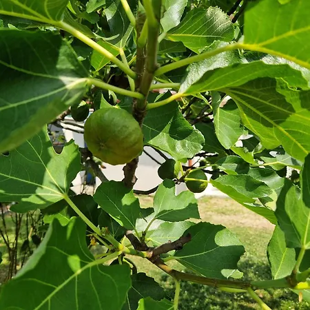 Duplex Valter Apartman Strunjan