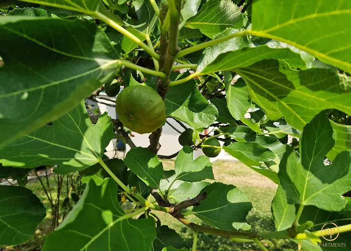 Duplex Valter Apartma Strunjan